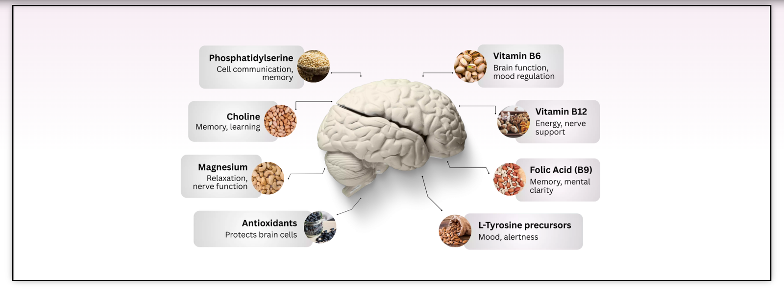Diagram of NeuroXen's key brain-supporting nutrients: Phosphatidylserine, Choline, Magnesium, Antioxidants, Vitamin B6, Vitamin B12, Folic Acid (B9) and L-Tyrosine precursors